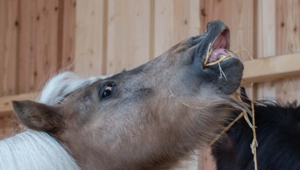 Worte, Macht und Maß